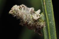 Coleophora saturatella