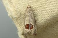 Notocelia uddmanniana