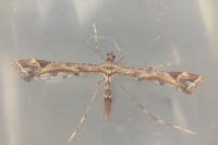 Amblyptilia acanthadactyla