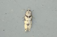 Pseudotelphusa scalella