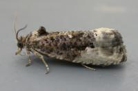 Hedya nubiferana