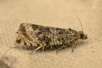 Celypha lacunana
