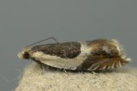 Ancylis badiana