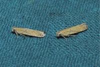 Scrobipalpa salinella/salicorniae