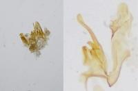 Scrobipalpa salinella/salicorniae