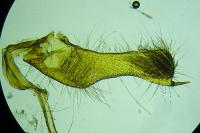 Pelochrista caecimaculana