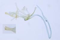 Alucita desmodactyla