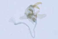 Pancalia leuwenhoekella