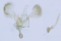 Parornix devoniella