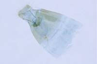 Phyllonorycter coryli