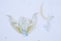 Stenoptilia bipunctidactyla