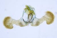 Dichrorampha aeratana