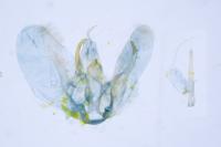 Merrifieldia baliodactyla
