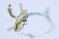 Coleophora deauratella
