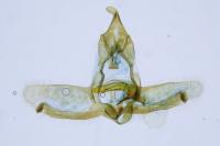 Cnephasia stephensiana