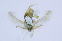 Cnephasia incertana