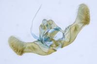 Eucosma cana