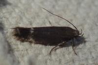 Aproaerema suecicella