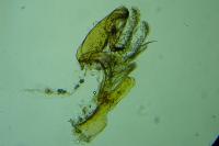 Aproaerema suecicella