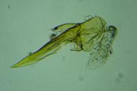 Aproaerema suecicella