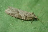 Eana clercana