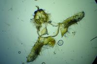 Eana clercana