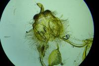 Eana clercana