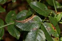 Coptotriche angusticollella