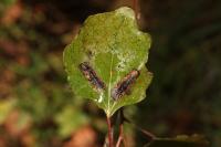 Phyllonorycter sagitella