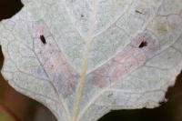 Phyllonorycter sagitella