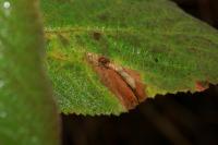 Phyllonorycter lantanella