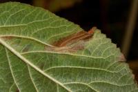 Phyllonorycter lantanella