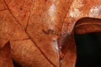 Acalyptris platani