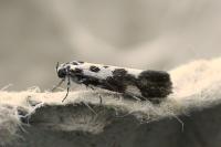 Ethmia quadrillella