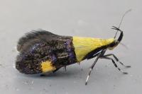 Oecophora bractella