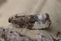 Hedya nubiferana