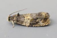 Celypha aurofasciana