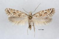Ateliotum hungaricellum