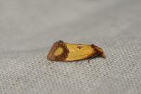 Agapeta zoegana