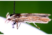 Coleophora argentula