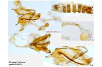 Coleophora argentula