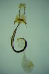 Coleophora chamaedriella