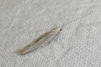 Coleophora chamaedriella