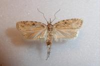 Agonopterix arenella