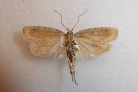 Agonopterix arenella