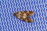 Aethes tesserana