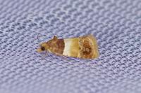 Epinotia festivana