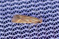 Metzneria aprilella