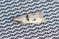 Mirificarma cytisella
