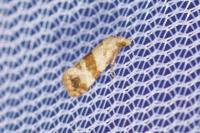 Phalonidia contractana